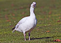 Chen caerulescens